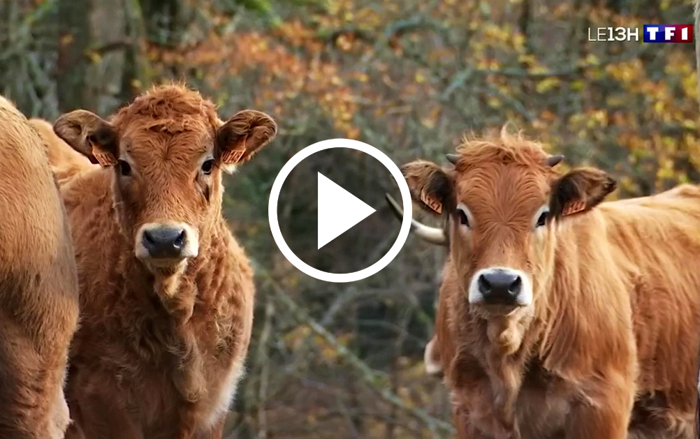 Vaches du Parc naturel du Haut Languedoc
