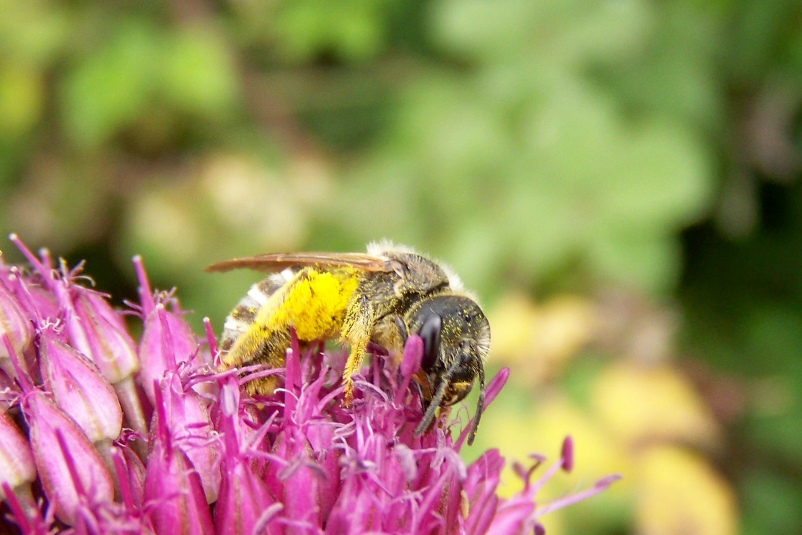 Abeille butinant une fleur