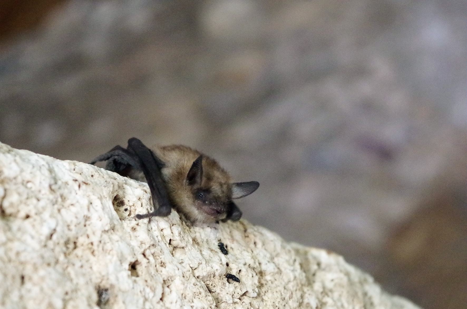 Photo Chauve-souris dans le PArc naturel régional du Haut-Languedoc