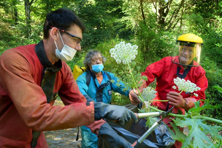 Chat forestier d'Europe présent dans le Parc naturel régional Haut-Languedoc