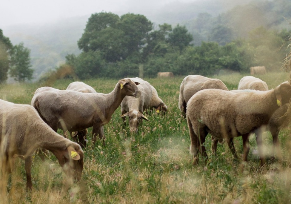 Des moutons