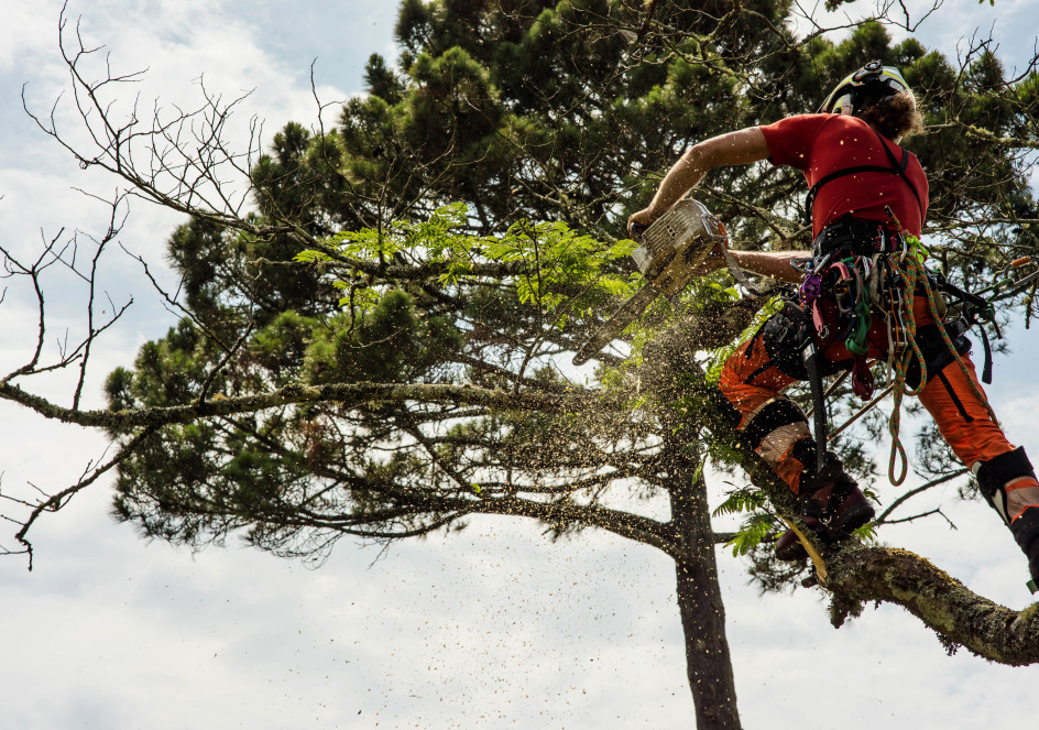 Forestier en train de couper des branches