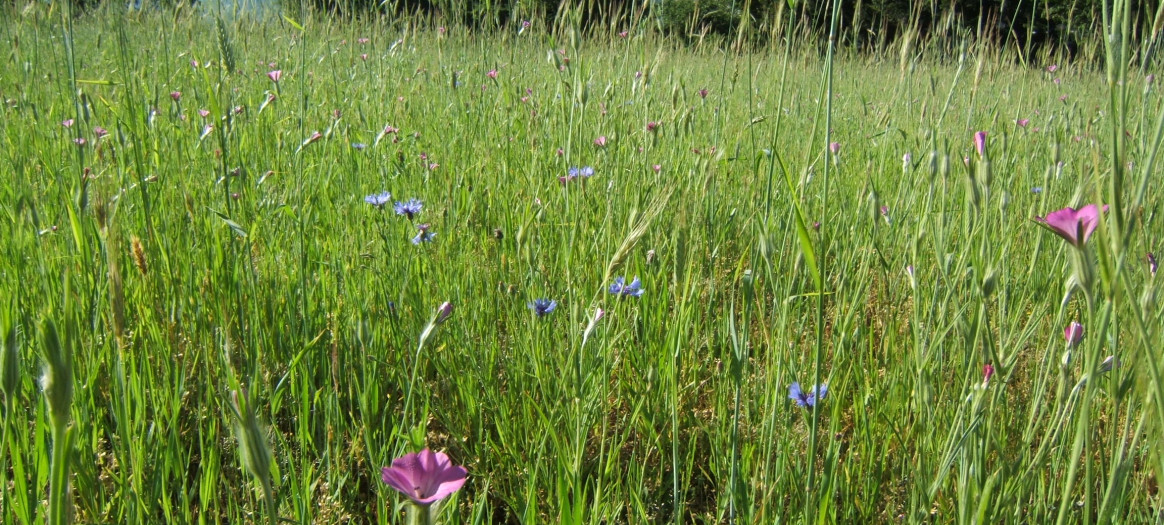 Une prairie fleurie